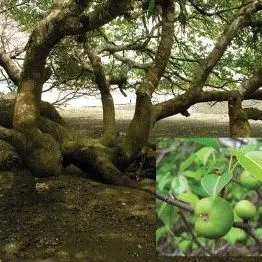 thumbnail for publication: Hippomane mancinella, Manchineel